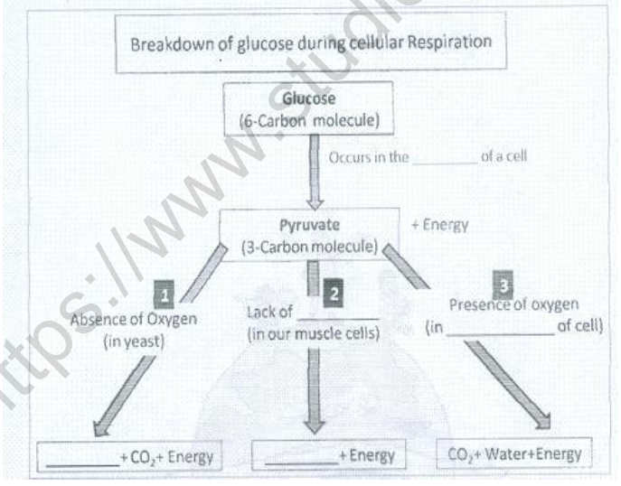 CBSE Class 10 Biology Life Processes Respiration Worksheet Set D